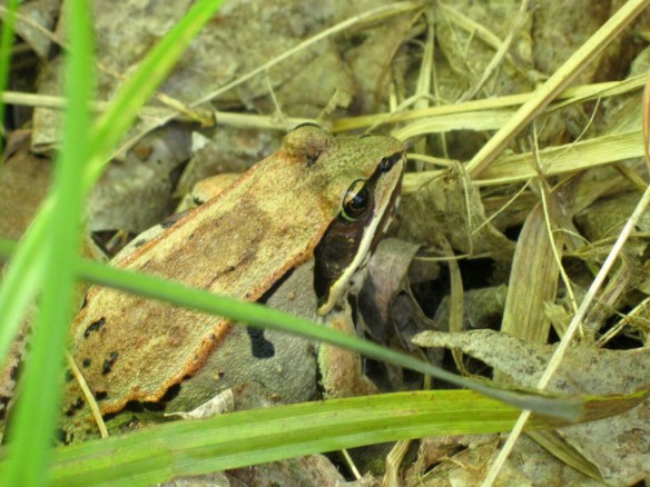 wood frog close up