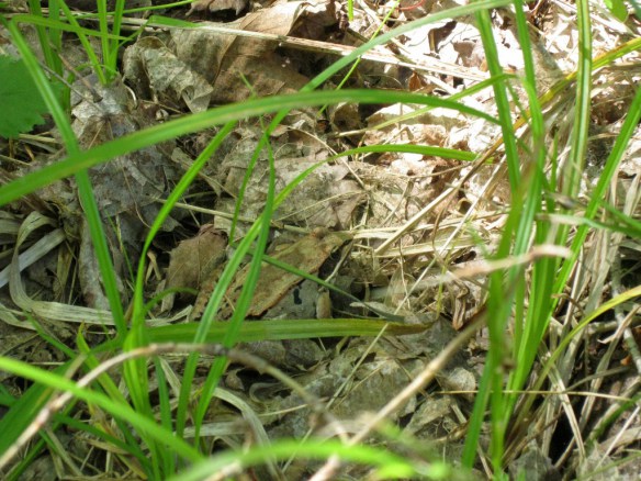 wood frog
