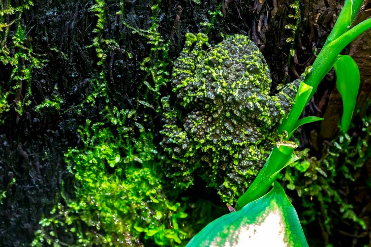 vietnamese mossy frog