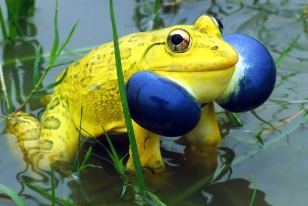 Amazing Frogs- Mating&nbsp;Rituals