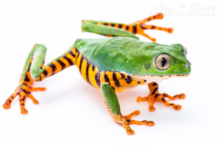 Adult Female. August 1st 2014.