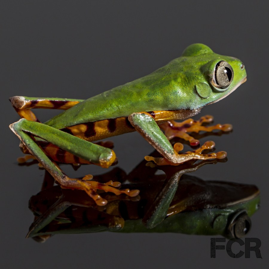 Species Highlight “Super Tiger Leg Monkey Frog” with&nbsp;pictures