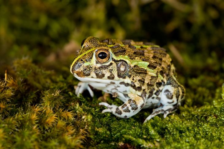 African Giant Bullfrog (Pyxicephalus adspersus), captive-bred juvenile.