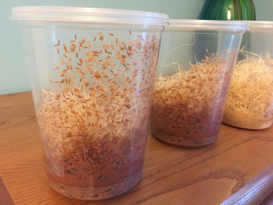 Tincman Herps Smoothie Media – After 8&nbsp;days