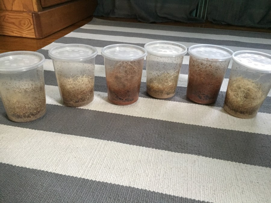 Fruit Flies – Day&nbsp;16