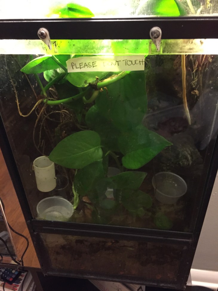 Tarapoto 10 gallon tank