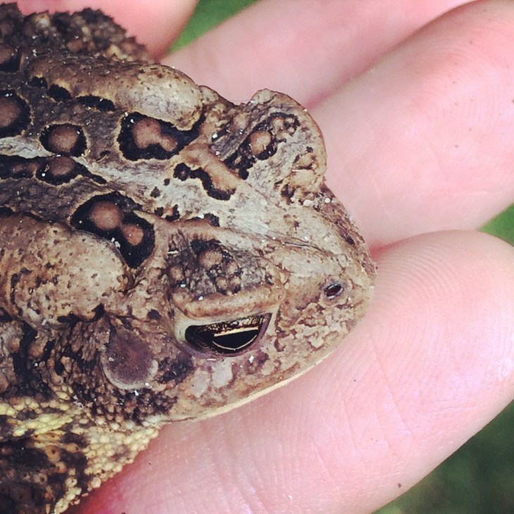 American Toad closeup.jpg