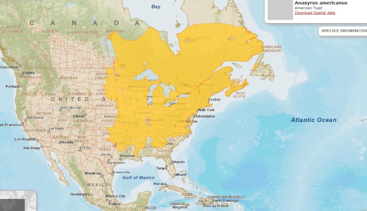 american toad range.jpg