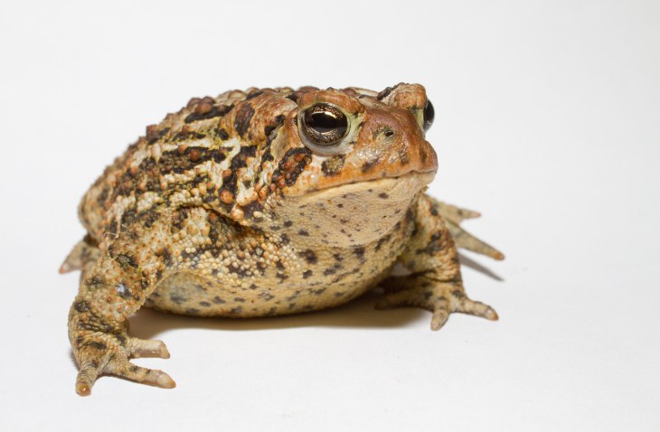 Anaxyrus_americanus_-_American_toad.jpg