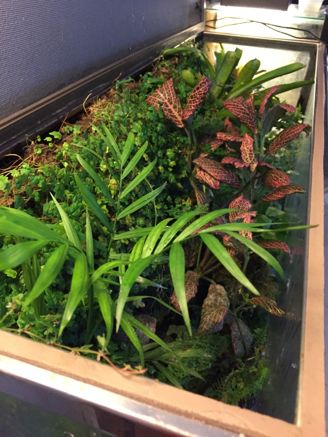 Every tank deserves a&nbsp;Fittonia