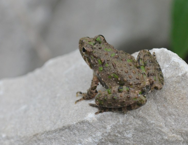 Northern_Cricket_Frog.jpg