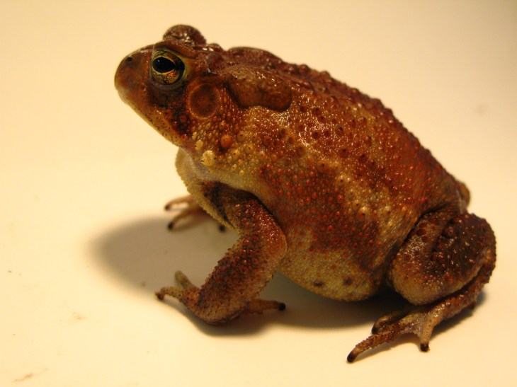 Southern_Toad_