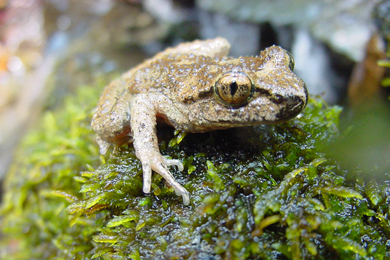 CA-coastal-tailed-frog-Brome-McCreary-390x260.jpg