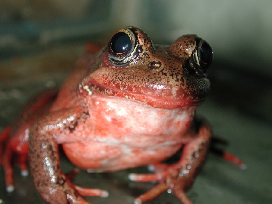 Native Frogs to USA-  Red-Legged Frog (Part&nbsp;4)