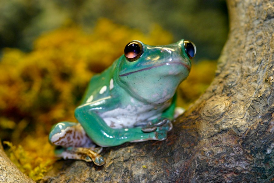 D is for…Polypedates denysii