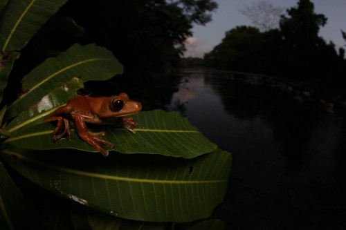 B is for…Hypsiboas boans