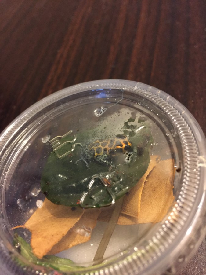 Shipping Frogs – Round&nbsp;2