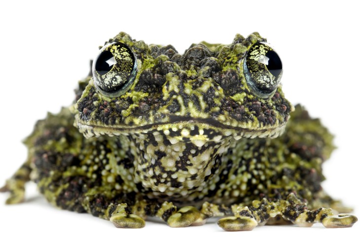 mossy-frog.jpg