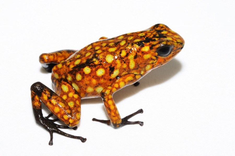 S is for…Oophaga Sylvatica