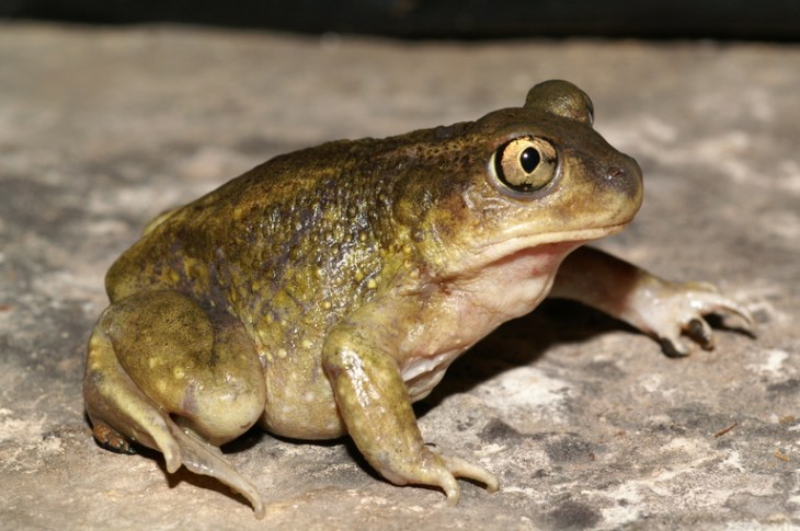 Scaphiopus_hurterii.jpg