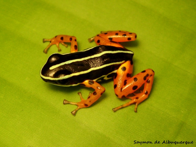 Q is for…Adelphobates quinquevittatus