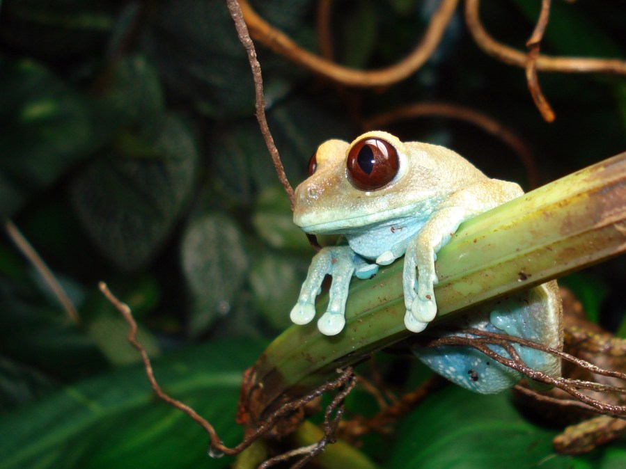 U is for…Leptopelis Uluguruensis