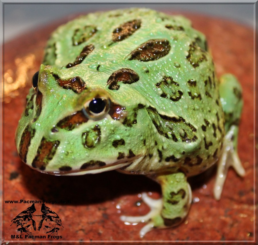 J is for…Ceratophrys joazeirensis