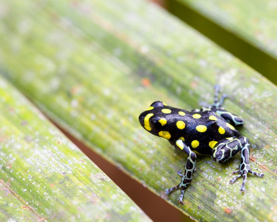 V is for…Ranitomeya vanzolinii