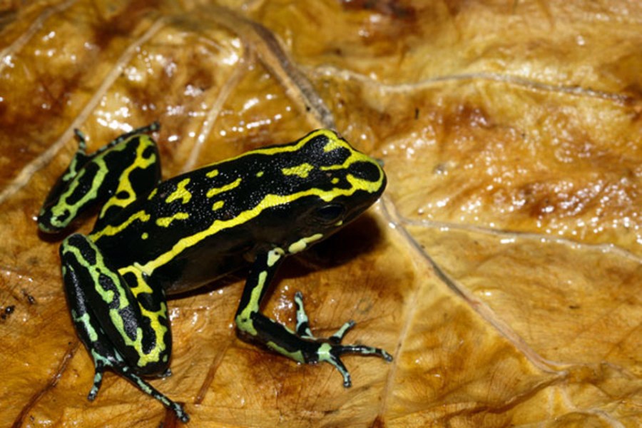 T is for…Ameerega Trivittata