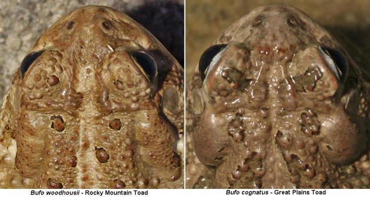 bwoodhousiibcognatuscomp