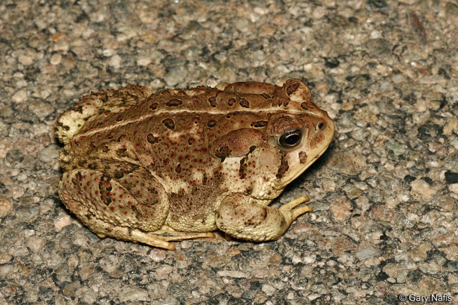 W is for…Bufo&nbsp;Woodhousii