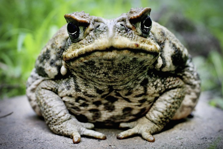 cane_toad_131108_getty