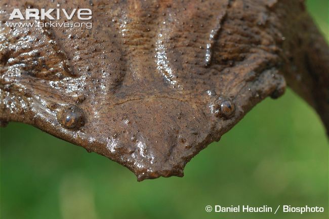 close-up-of-a-suriname-toad