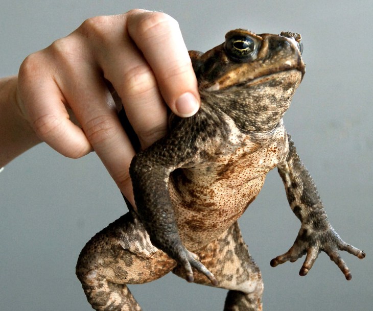 ICONS OF QUEENSLAND LAUNCH