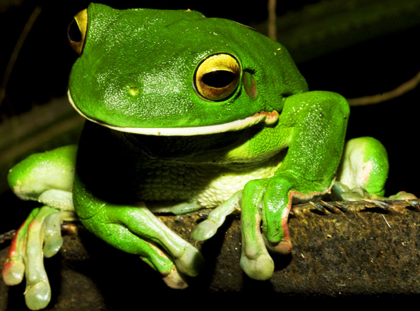 I is for…Litoria infrafrenata