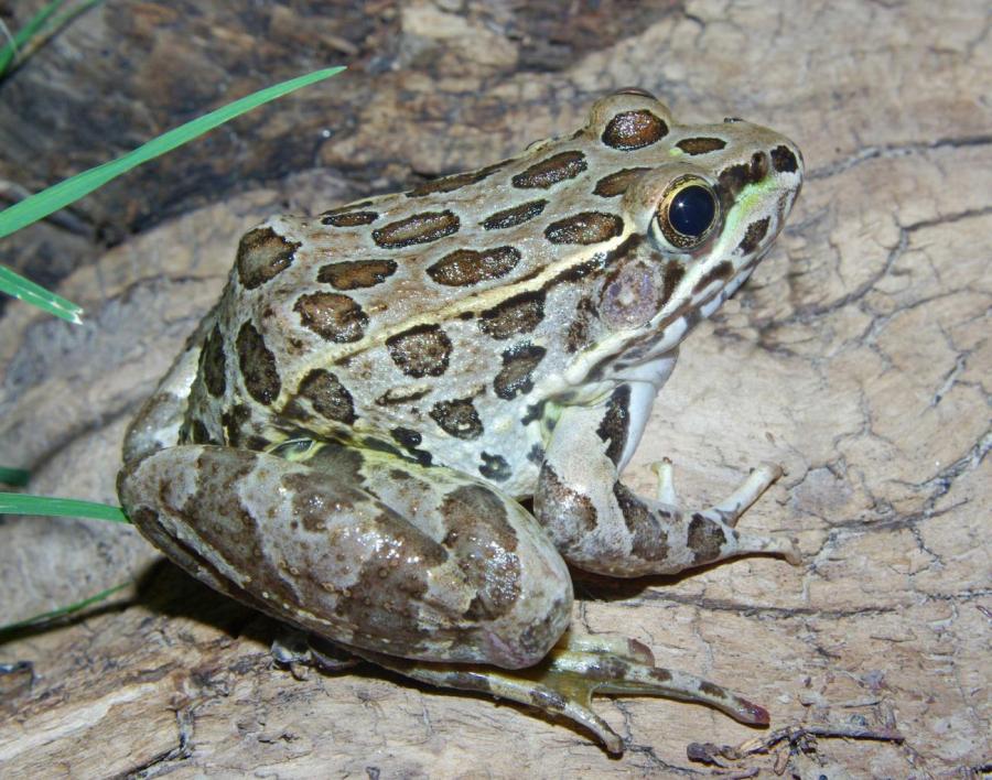 Y is for…Lithobates Yavapaiensis