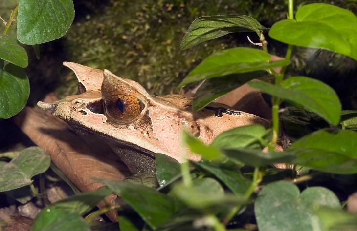 megophrys-nasuta-7035