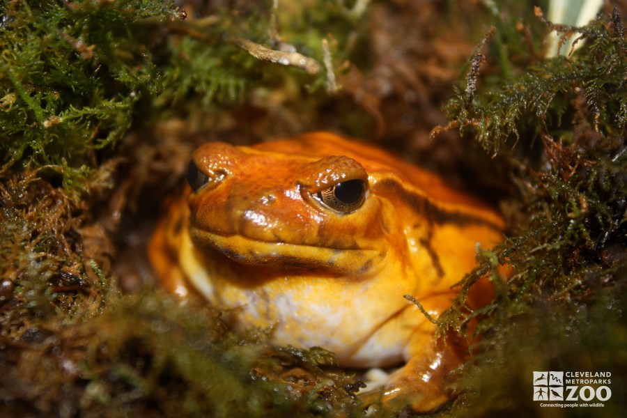 G is for…Dyscophus Guineti