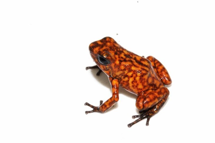 oophaga-sylvatica-paru-3