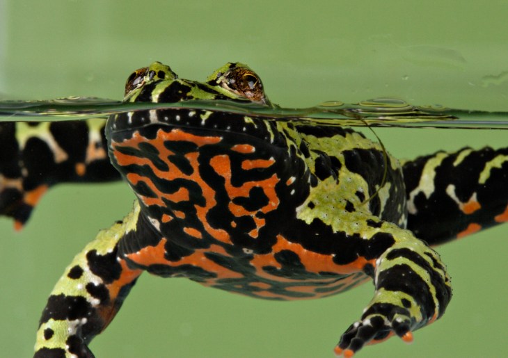 Oriental Fire-Bellied Toad