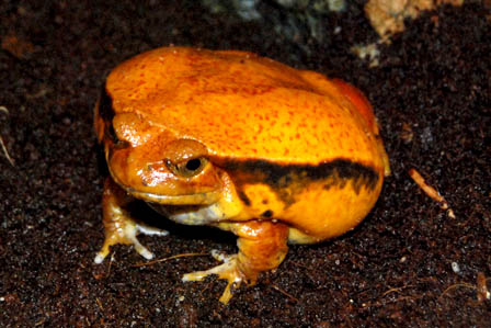 Sambava-Tomato-Frog
