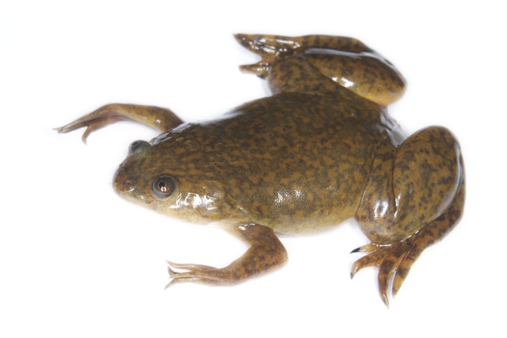 xenopus_laevis_02