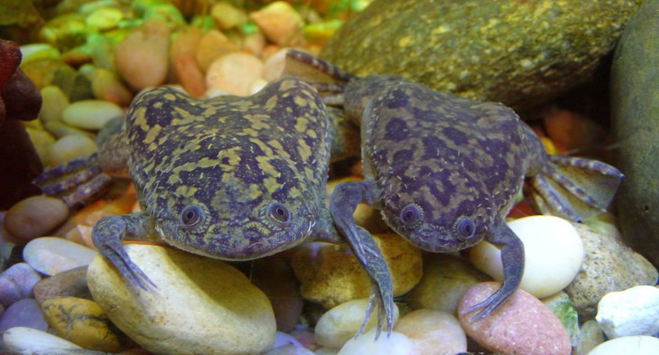 xenopus_laevis_pair
