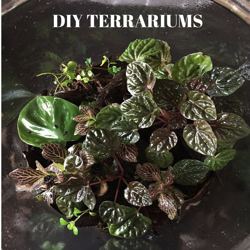 DIY TERRARIUMS