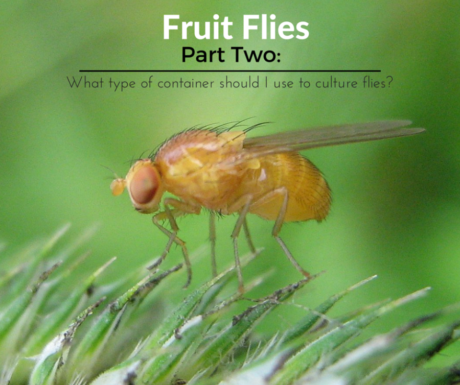Which Fruit Fly Container is Right for&nbsp;you?