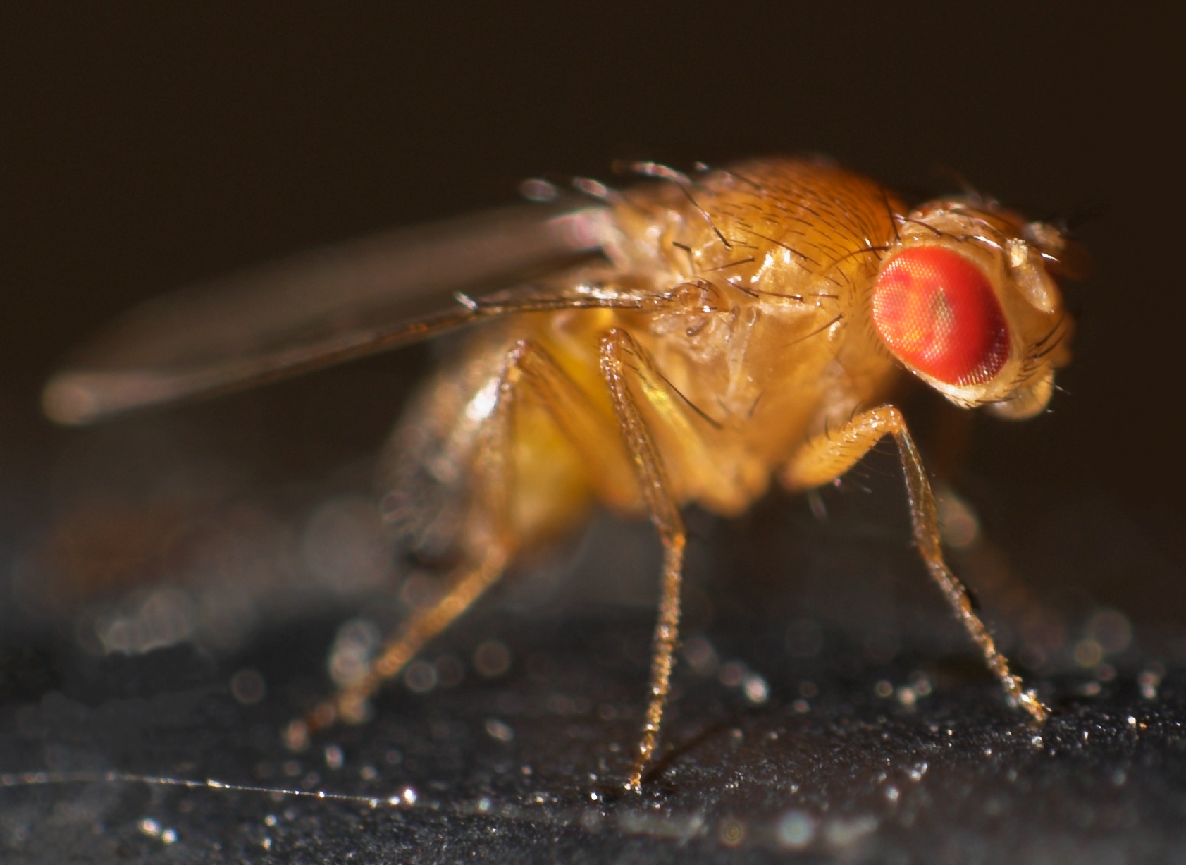 Drosophila_melanogaster fruit fly