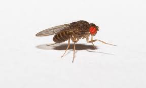 hydei fruit fly