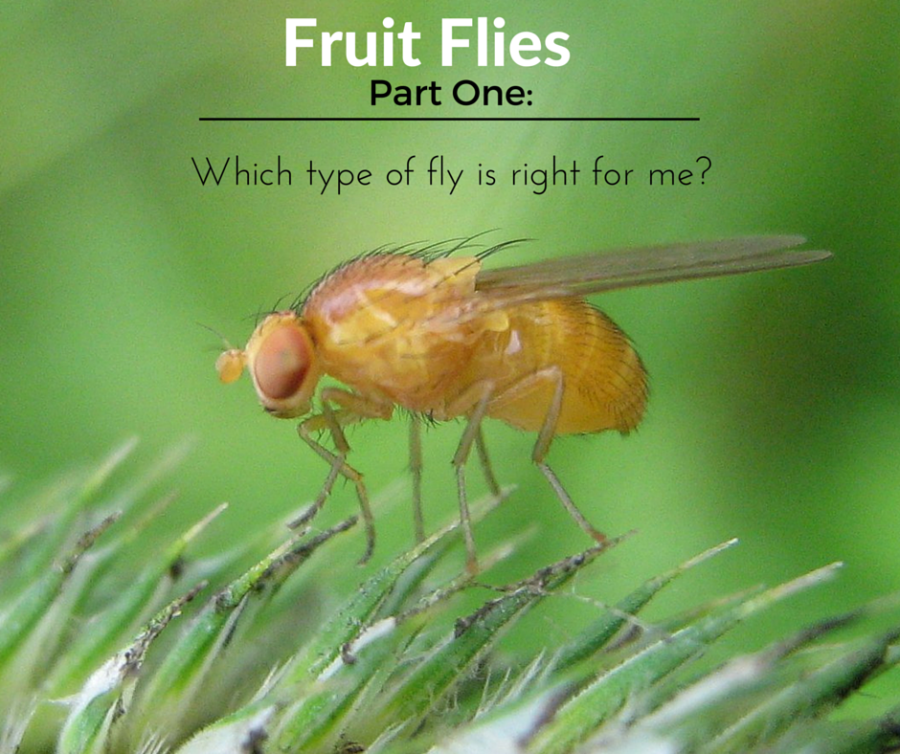 Fruit Flies- the series – Part&nbsp;One