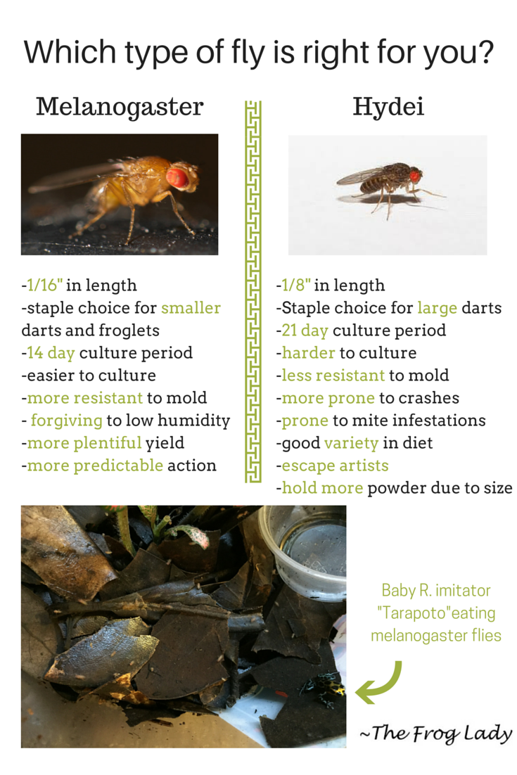 Which type of fly is right for me_-1