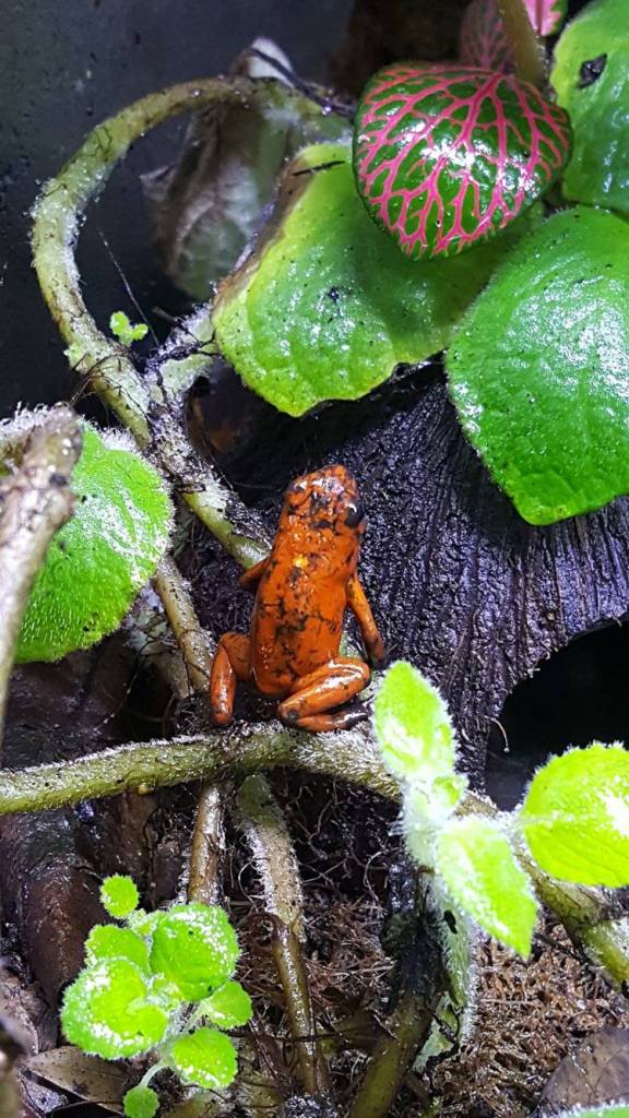 13692278_1266422383387565_690854913_o